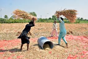 PAKISTAN-LAHORE-AGRICULTURE-PADDY-HARVEST