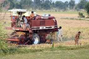 PAKISTAN-LAHORE-AGRICULTURE-PADDY-HARVEST