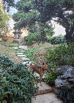 Guard Dogs Guard the back Garden of the Longhua Temple in Shanghai