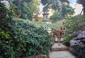 Guard Dogs Guard the back Garden of the Longhua Temple in Shanghai