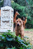 Guard Dogs Guard the back Garden of the Longhua Temple in Shanghai