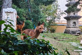 Guard Dogs Guard the back Garden of the Longhua Temple in Shanghai