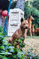 Guard Dogs Guard the back Garden of the Longhua Temple in Shanghai