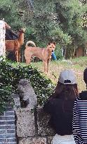 Guard Dogs Guard the back Garden of the Longhua Temple in Shanghai