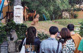 Guard Dogs Guard the back Garden of the Longhua Temple in Shanghai