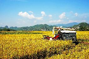 Ripening Late Rice in A High-standard Farmland in Liuzhou