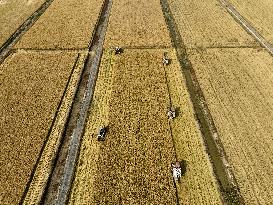 Rice Harvest in Lianyungang