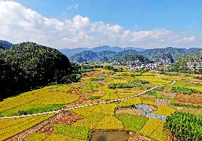 Ripening Late Rice in A High-standard Farmland in Liuzhou