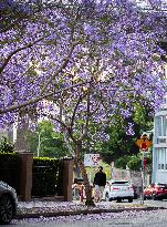 AUSTRALIA-SYDNEY-JACARANDA TREES-BLOSSOM