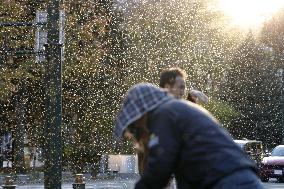 "Snow bugs" swarm northern Japan city
