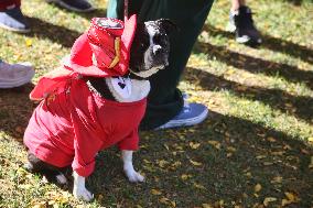 Halloween Dog Costume Parade In Aurora