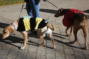 Halloween Dog Costume Parade In Aurora