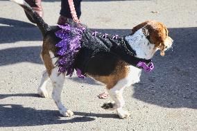 Halloween Dog Costume Parade In Aurora