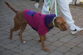 Halloween Dog Costume Parade In Aurora