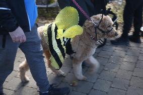 Halloween Dog Costume Parade In Aurora