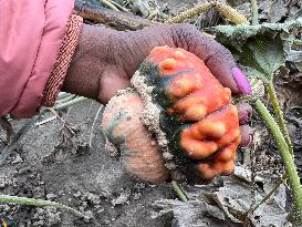 Turban Squash