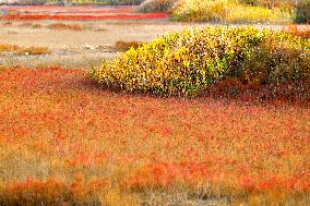 Red Seepweed Blooms at The Jiaozhou Bay Coastal Wetland in Qingdao