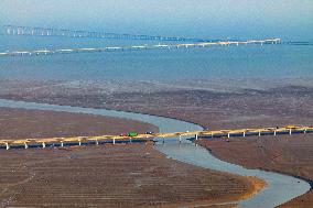 Red Seepweed Blooms at The Jiaozhou Bay Coastal Wetland in Qingdao