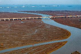 Red Seepweed Blooms at The Jiaozhou Bay Coastal Wetland in Qingdao