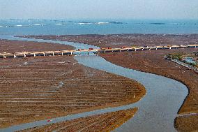 Red Seepweed Blooms at The Jiaozhou Bay Coastal Wetland in Qingdao