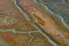 Red Seepweed Blooms at The Jiaozhou Bay Coastal Wetland in Qingdao