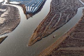 Red Seepweed Blooms at The Jiaozhou Bay Coastal Wetland in Qingdao