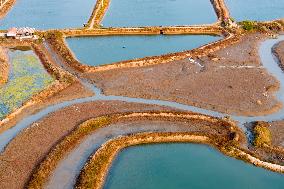 Red Seepweed Blooms at The Jiaozhou Bay Coastal Wetland in Qingdao