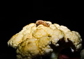 Animal India - Worms In Cauliflower