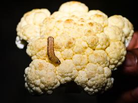 Animal India - Worms In Cauliflower