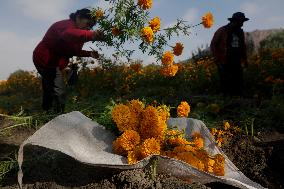 Cutting And Selling Cempasuchil Flower On The Eve Of Day Of The Dead In Mexico