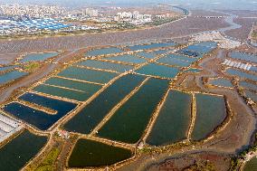 A Colorful Shrimp And Crab Breeding Base in Qingdao