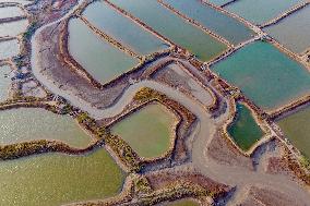 A Colorful Shrimp And Crab Breeding Base in Qingdao
