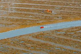 Red Seepweed Blooms at The Jiaozhou Bay Coastal Wetland in Qingdao