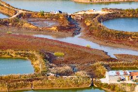 Red Seepweed Blooms at The Jiaozhou Bay Coastal Wetland in Qingdao