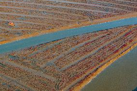 Red Seepweed Blooms at The Jiaozhou Bay Coastal Wetland in Qingdao