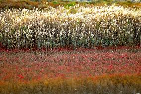 Red Seepweed Blooms at The Jiaozhou Bay Coastal Wetland in Qingdao