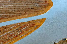 Red Seepweed Blooms at The Jiaozhou Bay Coastal Wetland in Qingdao