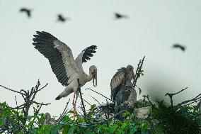 Urban Wildlife In Sri Lanka