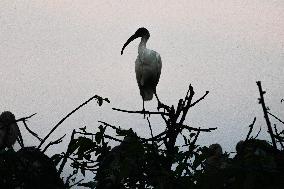 Urban Wildlife In Sri Lanka