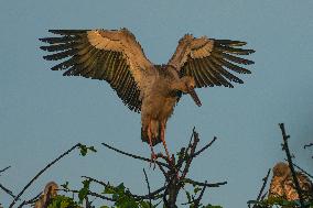 Urban Wildlife In Sri Lanka