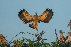 Urban Wildlife In Sri Lanka