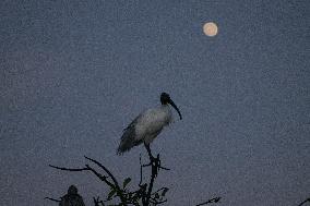 Urban Wildlife In Sri Lanka