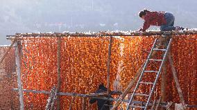 Farmers Drying Persimmons in Handan