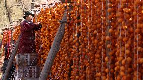 Farmers Drying Persimmons in Handan