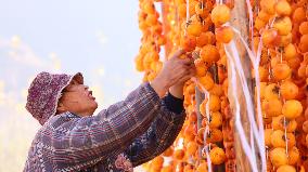 Farmers Drying Persimmons in Handan