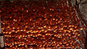 Farmers Drying Persimmons in Handan