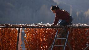 Farmers Drying Persimmons in Handan