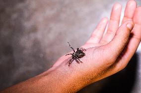 Animal India - Parawixia Dehaani Spider