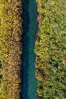 Wutong Trees With All Leaves Turning Yellow in Guiyang