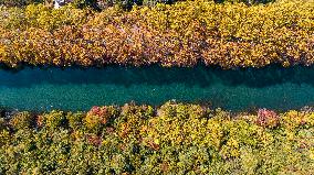 Wutong Trees With All Leaves Turning Yellow in Guiyang